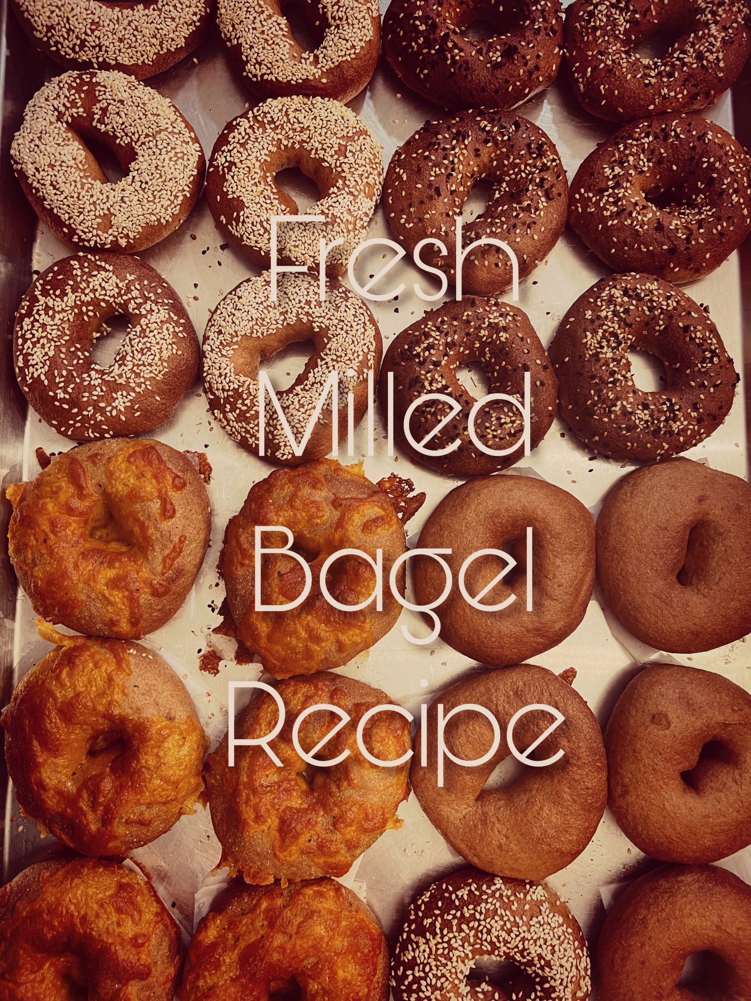 Fresh Milled Bagels